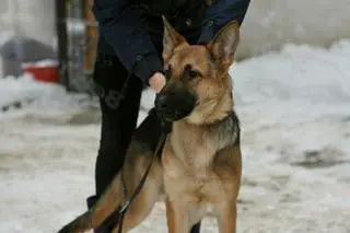 Pies trafi do adopcji