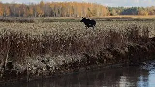 Akcja zakończyła się powodzeniem, łosia udało się uwolnić