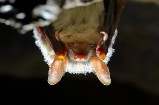 Nocek duży (Myotis myotis) - zdj. ilustracyjne