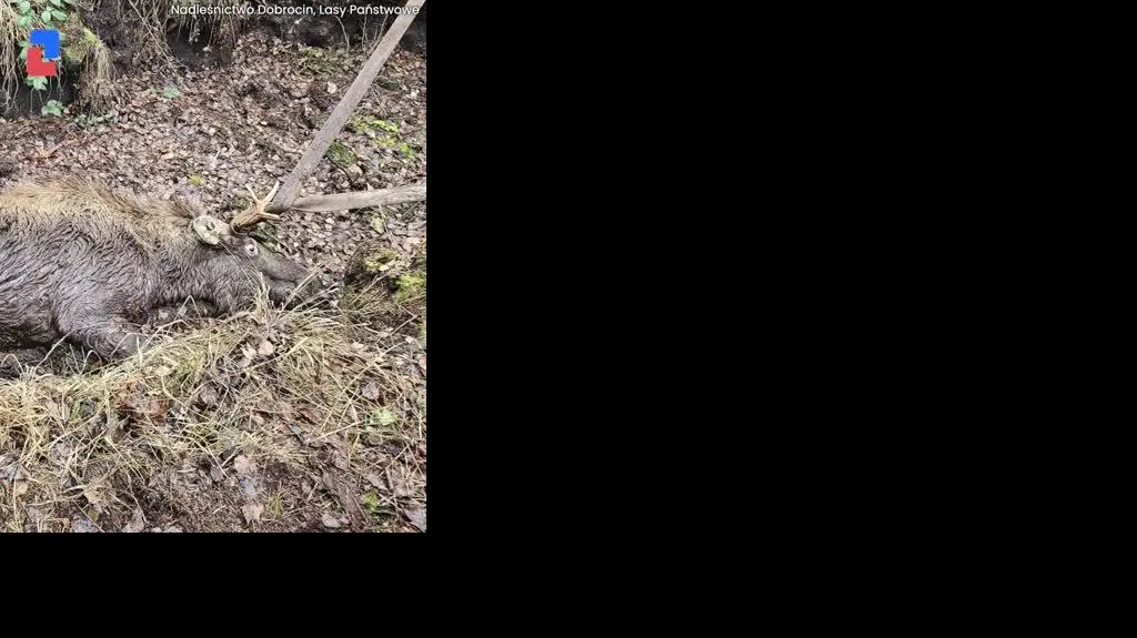 LOS_VIDEO_PION_0312
