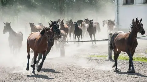 Słynne polskie stadniny w trudnej sytuacji. "Tak źle nie było jeszcze nigdy"