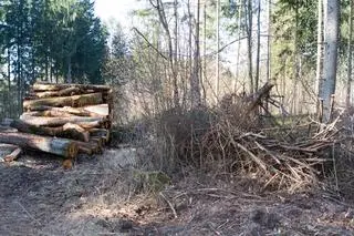 Nadleśnictwo tłumaczy, że cięcia są niezbędne 