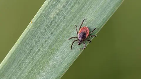 Kleszcz pospolity (Ixodes ricinus)