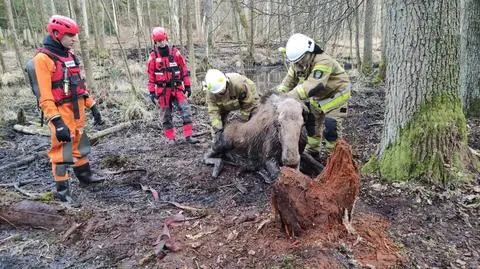 Warmińsko-Mazurskie. Łoś utknął w bagnie, nie mógł się wydostać. "Był zmarznięty i wyczerpany"