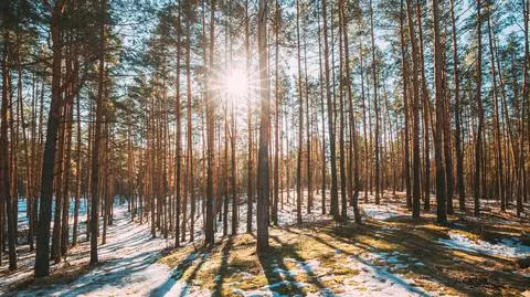 Odwilż, przedwiośnie