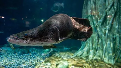 Arapaima gigas, znana też jako piraruku