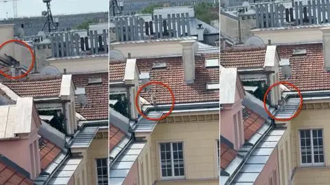 Pies na dachu kamienicy w centrum
