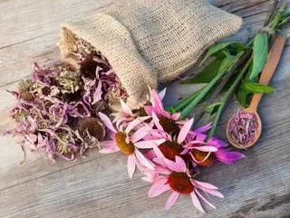 Jeżówka (Echinacea)