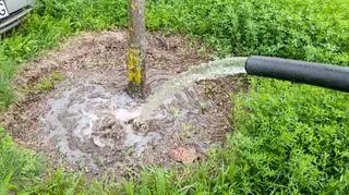 Dlaczego podlewają nawet, gdy pada deszcz?