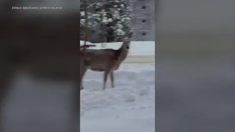 Klatka kluczowa-172502