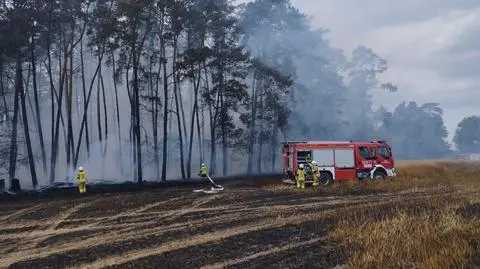 Pożar objął nieużytki, zboże i las, gdzie płonęły korony drzew. 84 strażaków osiem godzin walczyło z ogniem