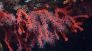 Corallium rubrum