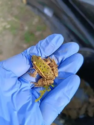 Akcja "Żaba" w Karkonoszach