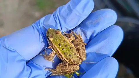 Akcja Żaba w Karkonoszech