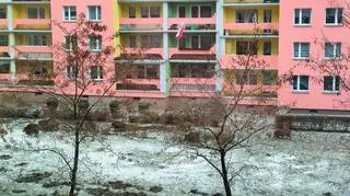 Mężczyzna strzelał do dzików pod oknami