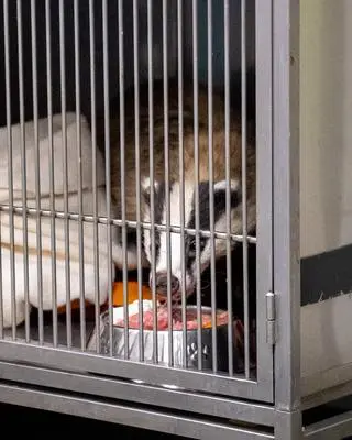 Zwierzę zraniło się w łapę i tułów