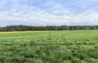 Bocian Kuba nie lata, od trzech miesięcy chodzi po łąkach w Szczawinie koło Zgierza