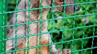 Fossa już na walizkach 