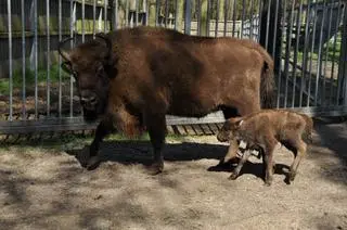 Ośrodek zorganizuje konkurs na imiona dla cielaków