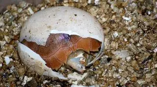 Żółwiki wykluły się jeden po drugim