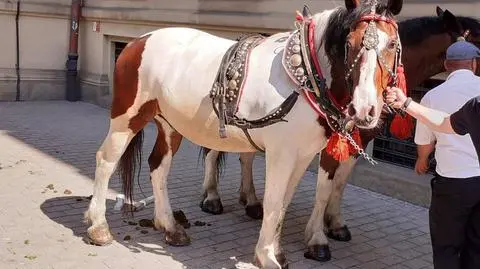 W centrum Krakowa konie poniosły pustą dorożkę. "Ogromne zagrożenie dla ludzi i samych zwierząt"