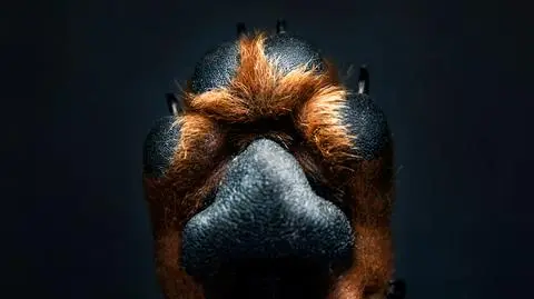 Rodowód psa - cena, jak wyrobić i jak wygląda ten dokument?