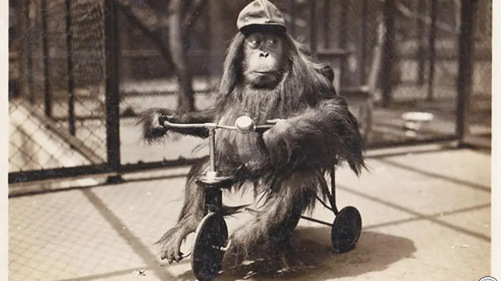 Orangutan na rowerku, 1930 rok