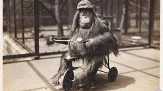 Orangutan na rowerku, 1930 rok