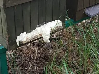 Ktoś zapiankował niektóre ule