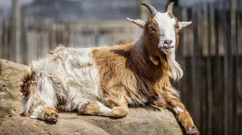 Dyrektor zoo oskarżony o zabicie czterech zwierząt i podanie ich gościom na przyjęciu 