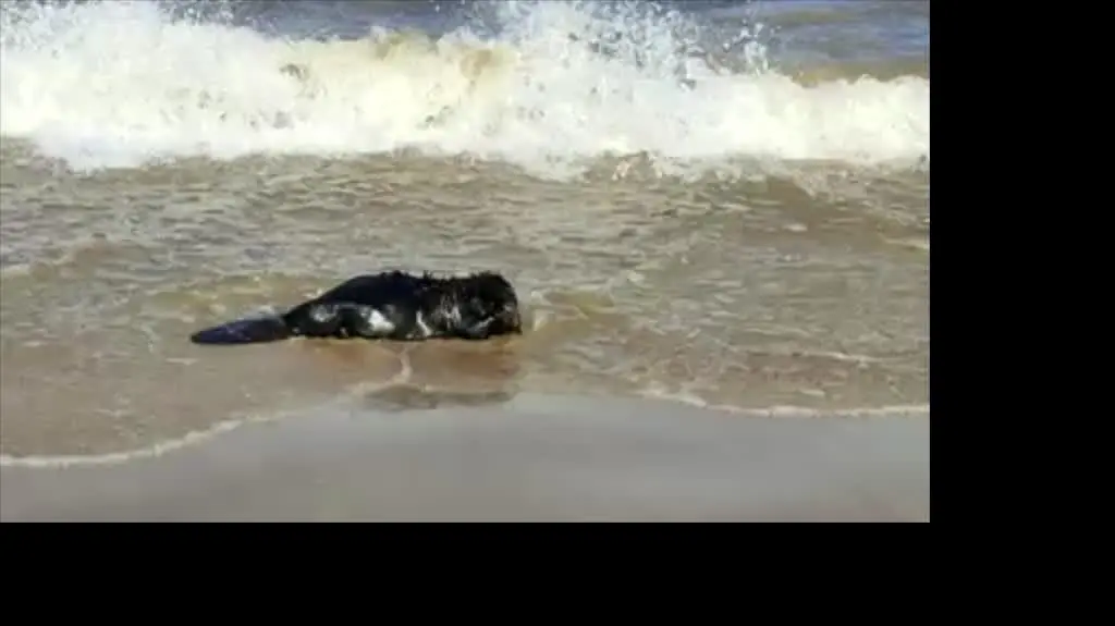 Bóbr na plaży nad Bałtykiem 