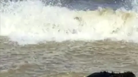 Bóbr na plaży nad Bałtykiem 