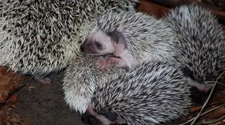 W zoo urodziło się pięć młodych jeży