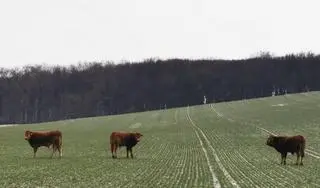 Krowy żerują na okolicznych polach 