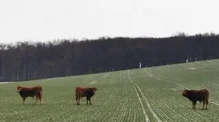 The cows feed off local fields