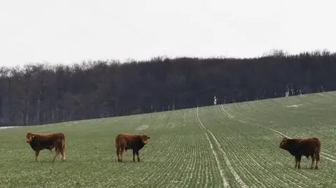 Krowy żerują na okolicznych polach 