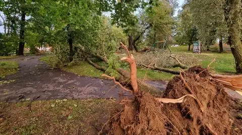 Powalone drzewo w parku Jordanowskim w Dębicy