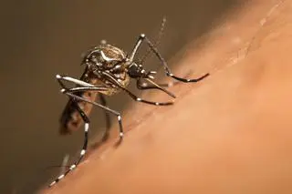 Komar egipski (Aedes aegypti)