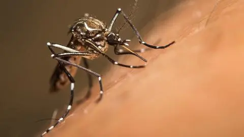 Przyciągasz komary jak magnes? Możliwe, że to twój zapach