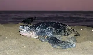Żółw skórzasty (łac. Dermochelys coriacea) - zdjęcie poglądowe