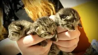 Trzy z czterech młodych przeżyły