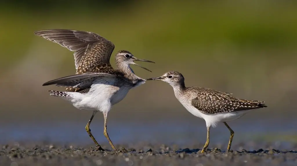 Dwa łęczaki na fotografii Mateusza 