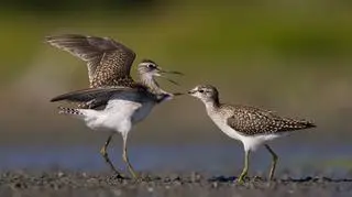 Dwa łęczaki na fotografii Mateusza 
