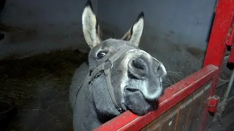 To już nie zwykły osioł, a hollywoodzka gwiazda. "On ma już 20 lat, jest otrzaskany"