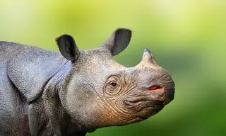 Nosorożec jawajski (Rhinoceros sondaicus) - zdj. przykładowe
