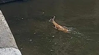 Silny wiatr zepchnął koziołka sarny do zbiornika z wodą