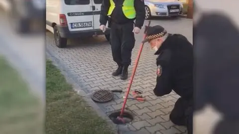 Udało się uratować ptaki