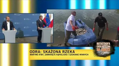wąsik2