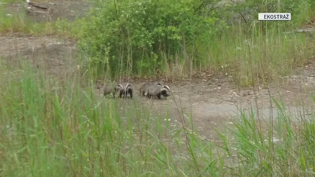 Borsuki wpadły w pułpakę. Pomogli ludzie