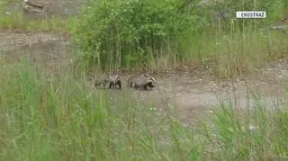 Borsuki wpadły w pułpakę. Pomogli ludzie